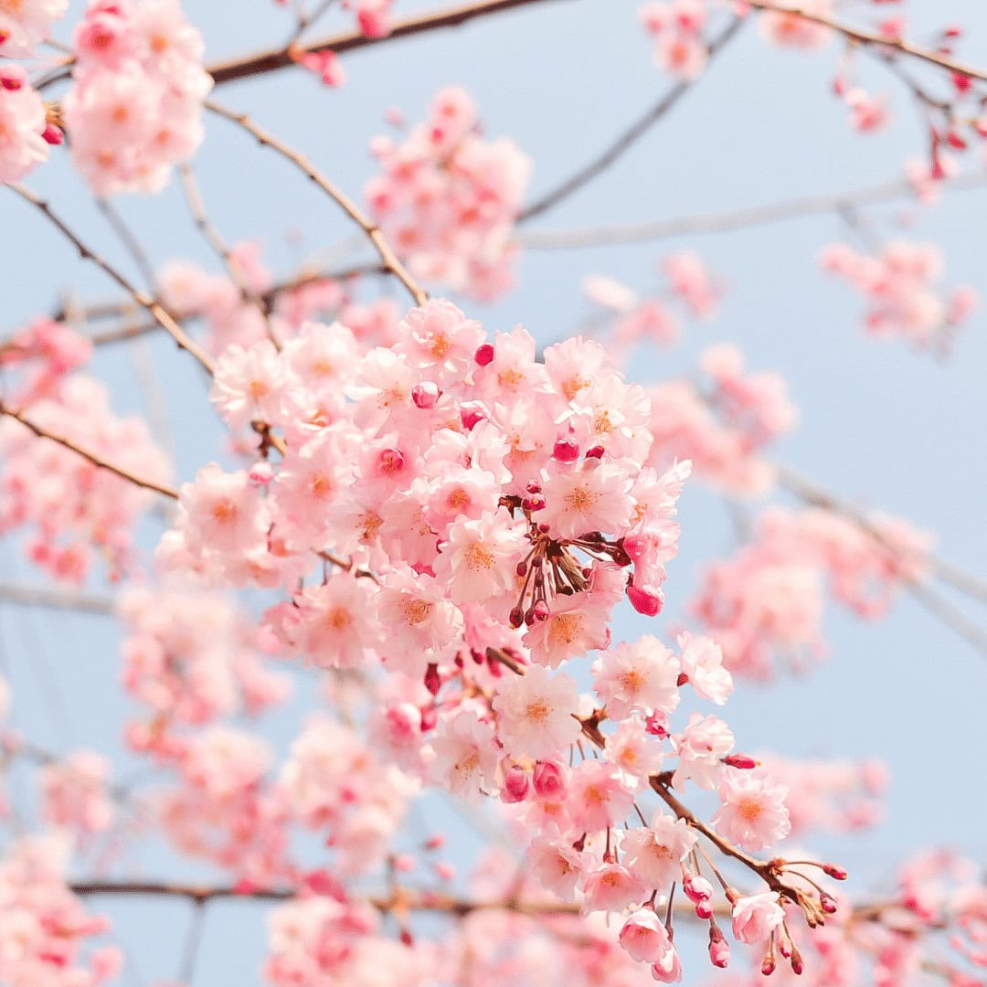 pink flowers on tree